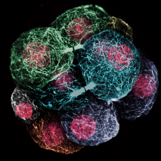 Research Lab at @ARMI_Labs. Viertel & NHMRC EL2 Fellow. Creating real-time maps of the roads, taxis and cargos inside cells during development and pluripotency.