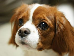 A3adrfHI2LCiKhD's profile picture. ゲーム用に作成、最近モンハンの配信に参加してます。