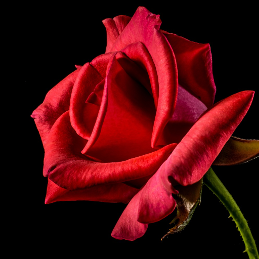 #KindnessMatters A rose by any other name ... Shakespeare A scammer by any name dangerous! My 2 accounts: this one, and @ktanimara Rose by Josch13 at Pixabay