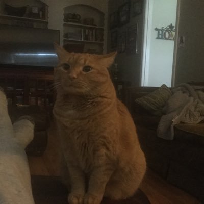 robertlholder's profile picture. just a good old conservative right