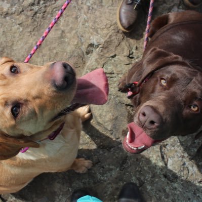 Kahlua - Chocolate Labrador 🐾 May 31, 2016 Bailey - Yellow Labrador 🐾 April 26, 2017