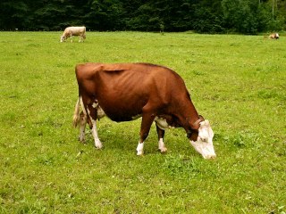 bradlorry's profile picture. smile and wave boys smile and wave 🐏🐂🚠🚞🚜🚛♻️