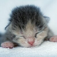 Alexander Sayganov (@shtaa) 's Twitter Profile Photo