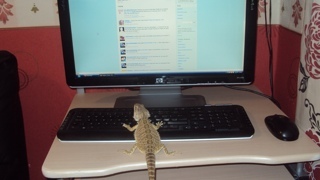 I'm a Bearded Dragon, I'm an Australian species of Lizard. I like Steve Irwin, BBQs and Fosters!