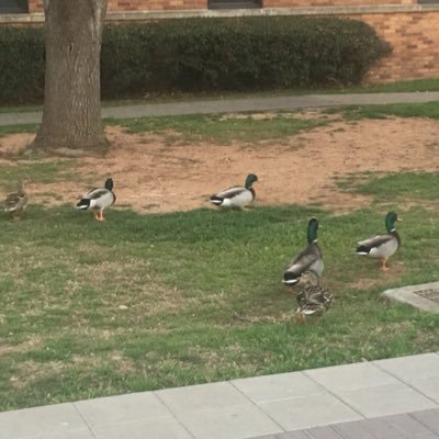 msuducks1's profile picture. lover of all MSU animals find us hiding out at sikes lake or maybe in a couple dorms