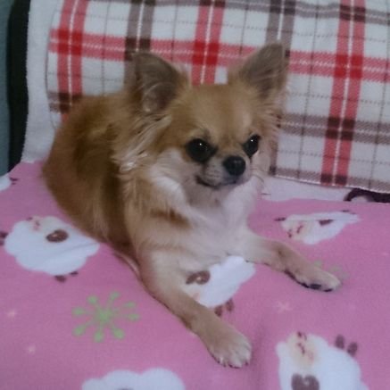 愛犬ラム(チワワ♂)そろそろ５歳　ゆず好き❤️