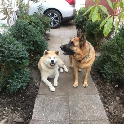 @maurocereced Profile