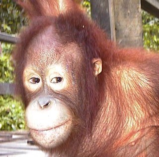 7hepta's profile picture. ソフトウェアテストとモデリング、（データモデリング）、コード書く機会がないので個人的になんとかしてます。テスト自動化もしたい 。役に立つつぶやきはたぶんしません。