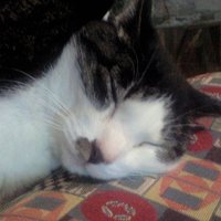 伊勢崎賢治 (@isezakikenji) 's Twitter Profile Photo