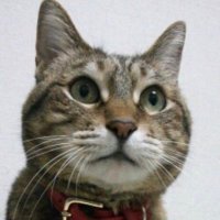 supernova (@supernova_n_nb) 's Twitter Profile