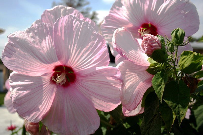 hvs4kids's profile picture. An advocate for children in every possible way - also a bit of a rebel who is not afraid to ROAR when necessary!