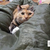 Ω(シマという概念)🐈 (@kuronelo_kick) 's Twitter Profile