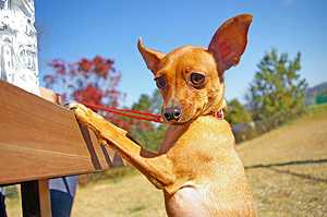 dsugihara0921's profile picture. 某製薬会社の企業内ITコーディネータ／公認システム監査人／PMAJ認定 プログラムマネジャー・レジスタード／PMAJ認定プロジェクトマネジメント・スペシャリスト(PMS)／ITIL Foundation