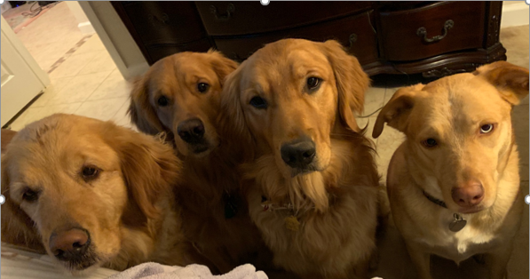 Website that sells all of your pets favorite sports gear! Browse our extensive website for your favorite sports gear for your special animal!
https://t.co/TItLRN31My