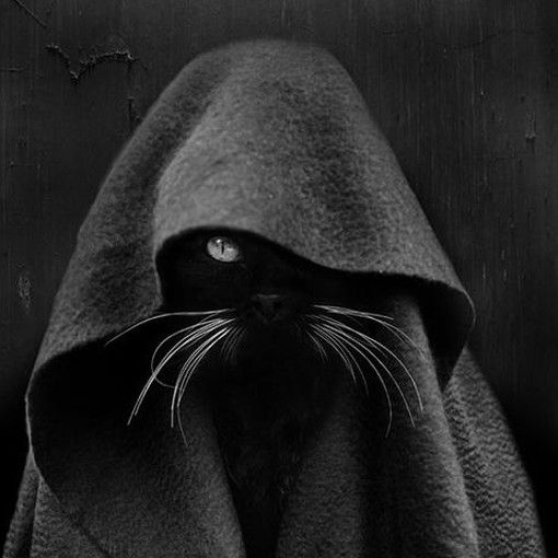 ciripel1289's profile picture. 🦀 The force be wissss you!