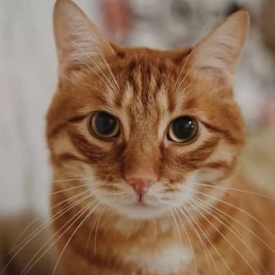 8A6qJQpeZ2bP2bG's profile picture. Я Тигра кот Брайна Мапса. И почему он так меня боится?