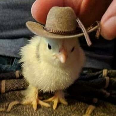 Ruyuki02's profile picture. Solo soy un pollito con sombrero(?)
Suelo retwittear cosas que me parecen divertidas o tiernas, y ocasionalmente reparto buenas vibras 🐣💜