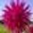 Nell_Fisher's profile image