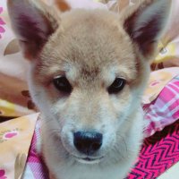 大輝と冴夢のママ (@daiya_0807) 's Twitter Profile
