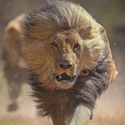 joracanada's profile picture. #GoHawksGo