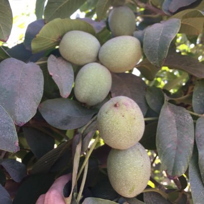 ilavandero's profile picture. 