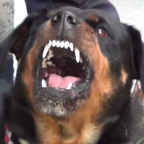 Radical Rottweiler, Definitely a Human

life is not determined by consciousness, but consciousness by life