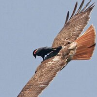 狂草迎风岿然不动 (@rightrice) 's Twitter Profile