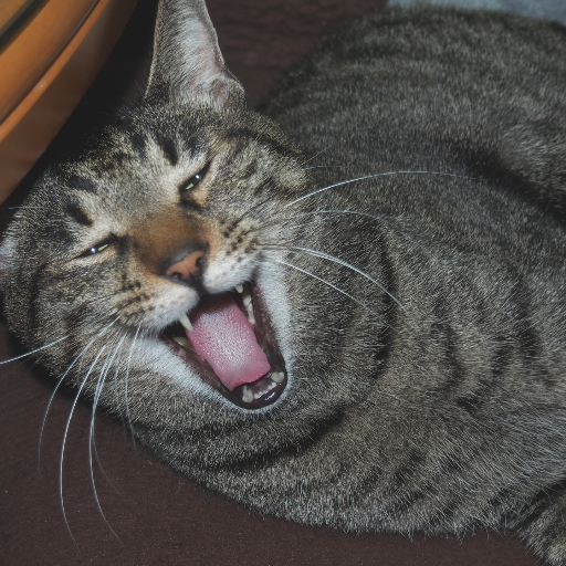 jtok5's profile picture. 猫好きの保守的人間です。