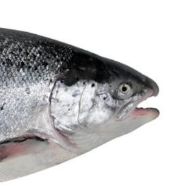 🐟여너 Yeoneo🐟さんのプロフィール画像