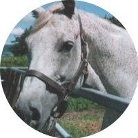 ホワイトフォンテン (@w_f) 's Twitter Profile Photo ホワイトフォンテン (@w_f) 's Twitter Profile Photo