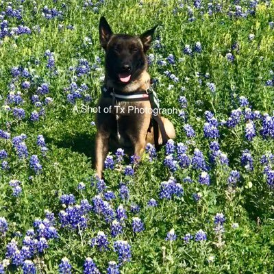 My name is Jaegermeister, I am a 4 yr old Belgian Malinois. I’m a service dog, my human dad is a retired LEO, and Veteran