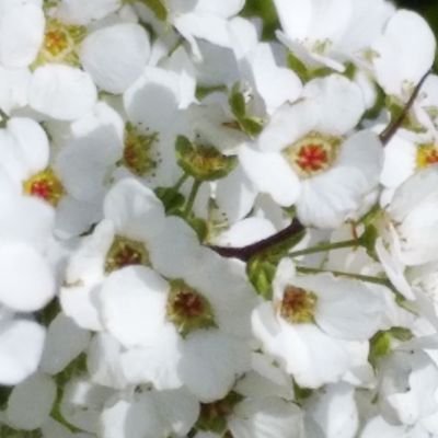雪柳🌿さんのプロフィール画像