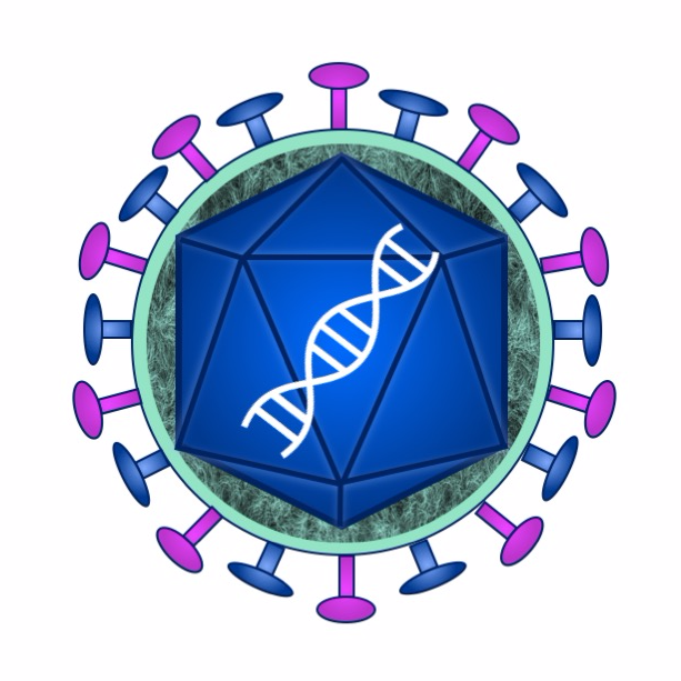 The twitter account of the VZV and CMV labs, Infection, Immunity and Inflammation Theme, Charles Perkins Centre, University of Sydney.