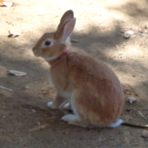 うさぎさんのプロフィール画像