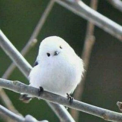 qixiaobai's profile picture. 