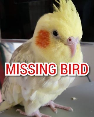 Newzealand, Christchurch, Canterbury, avonhead, 

My Cockatiel bird went missing yesterday morning. If anyone see her around, please contact me.