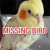 Missing Bird (@missingbird5) 's Twitter Profile