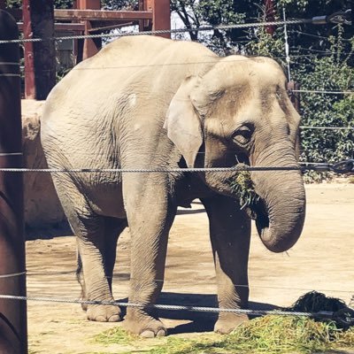 リタエレ🔄🐘さんのプロフィール画像