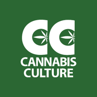 Cannabis Culture(@CannabisCulture) 's Twitter Profileg