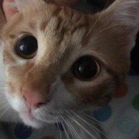 bozukkedi (@zipzipbalon) Twitter profile photo