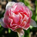 Laura - @LauraAaron - Twitter