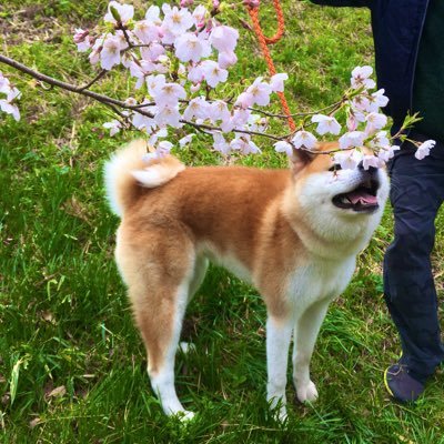 秋田犬の櫻蘭(さくら)と申します🌸🍃 18.06.20生まれ、現在5歳の女の子🐶💕 好きな食べ物は干し芋です😋🍠 秋田犬保存会/群馬県支部に所属しております📖✏ 秋田犬好きの皆様、フォロー&リプ等、お気軽にいただければ幸いです💌💭 宜しくお願い致します☺️✨