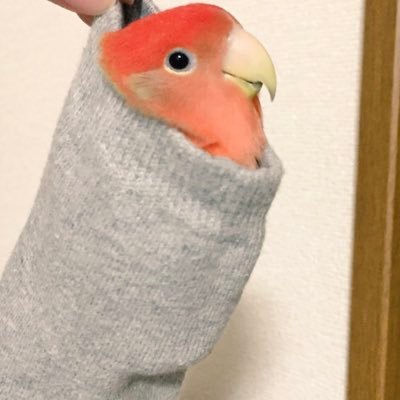 小桜インコ♡相互フォロー希望♪