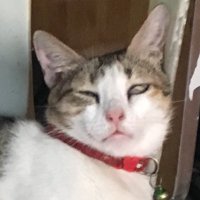 Nestor Tan (@nstrtan0) 's Twitter Profile