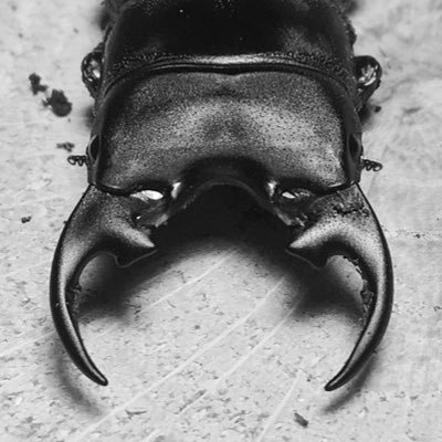 精華大学昆虫会 Insect Breedingさんのプロフィール画像