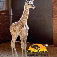 AziziTheGiraffe (@azizithegiraffe) 's Twitter Profile Photo AziziTheGiraffe (@azizithegiraffe) 's Twitter Profile Photo
