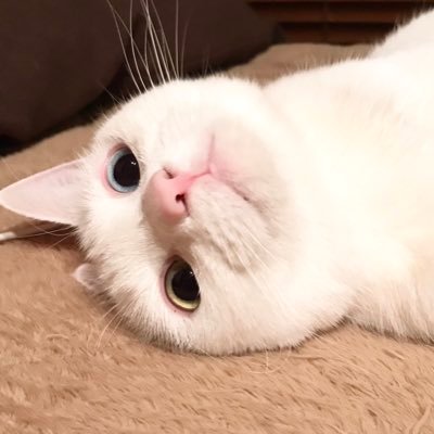 白猫ゆきさんのプロフィール画像