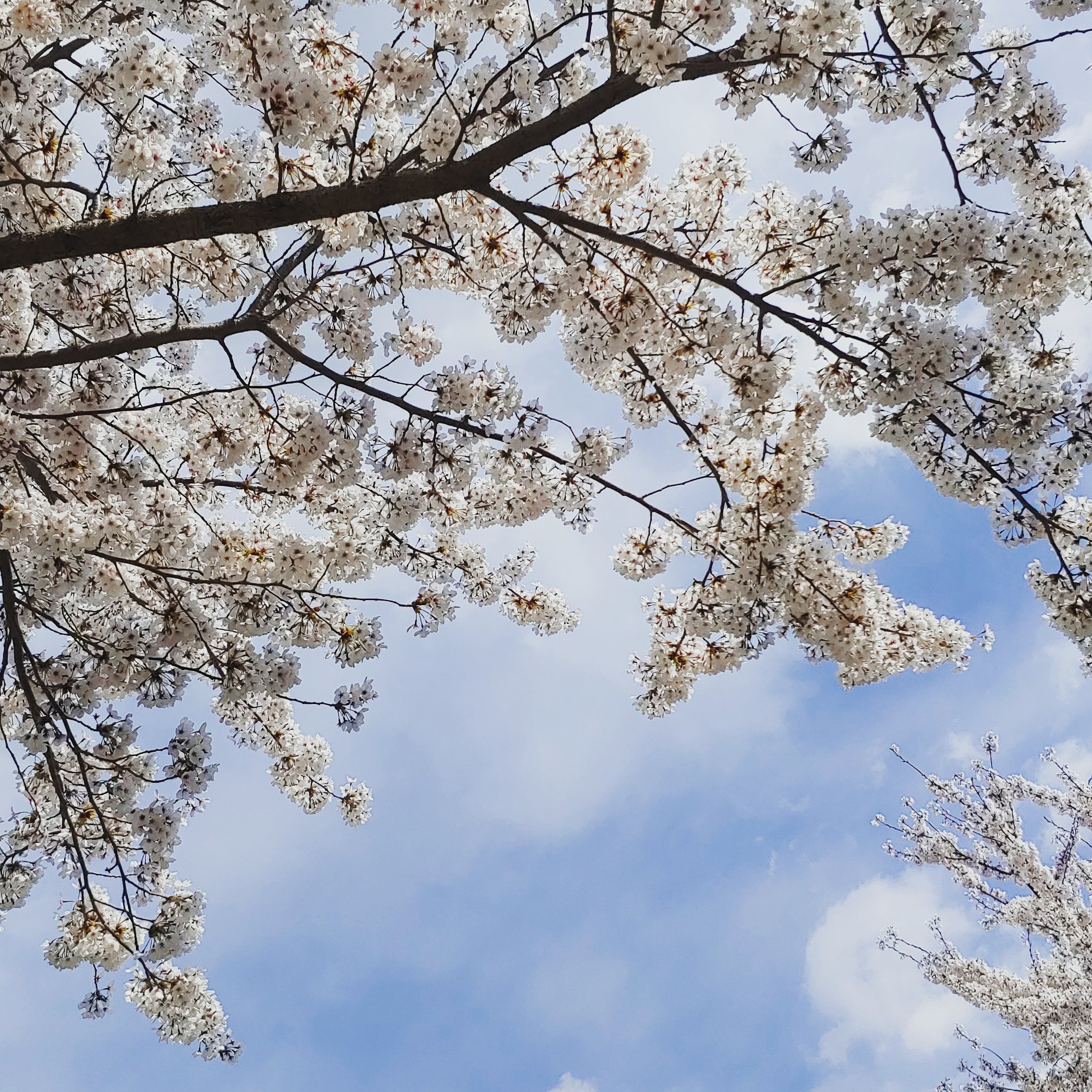 S2oming's profile picture. 