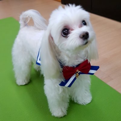 nari_maltese Profile Picture