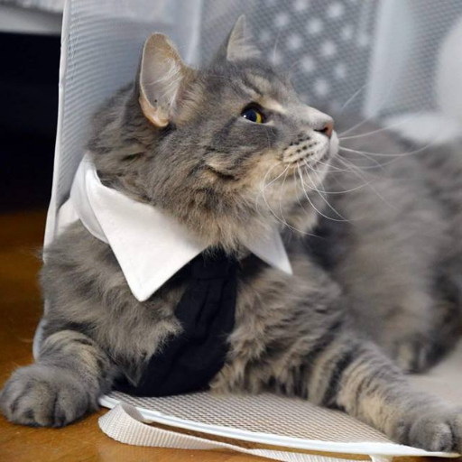 potato_is_a_cat's profile picture. I am a Norwegian Forest Cat.  https://t.co/h8LGigGsS2 Fluffy paws are hard to type with, so please support my Pawtreon. I use it to buy kibble.